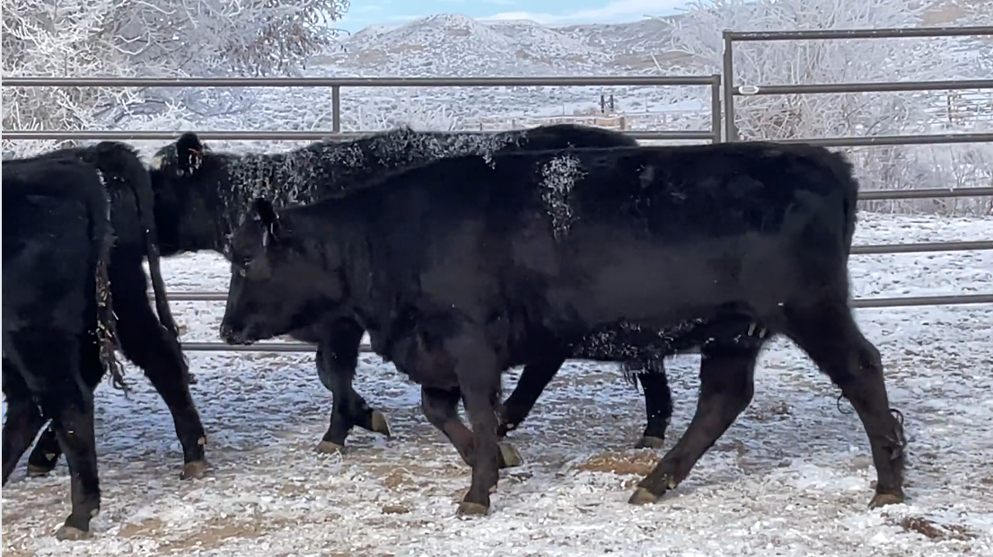 BH121B5 Fancy Home raised bred heifers! 42 head